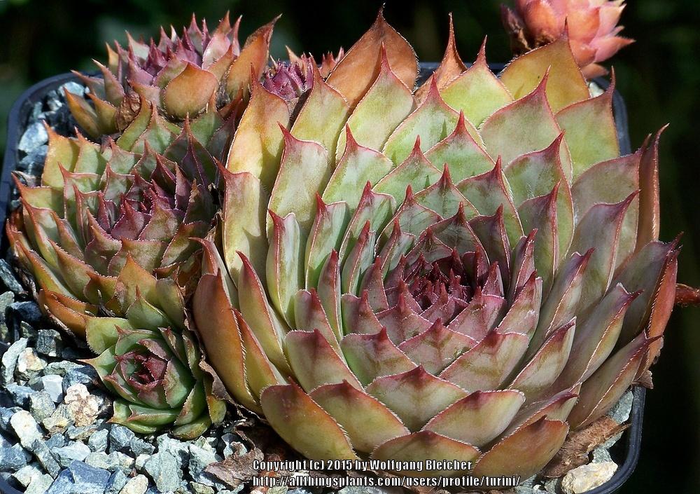 Photo of Hen and Chicks (Sempervivum 'Albisoca') uploaded by turini