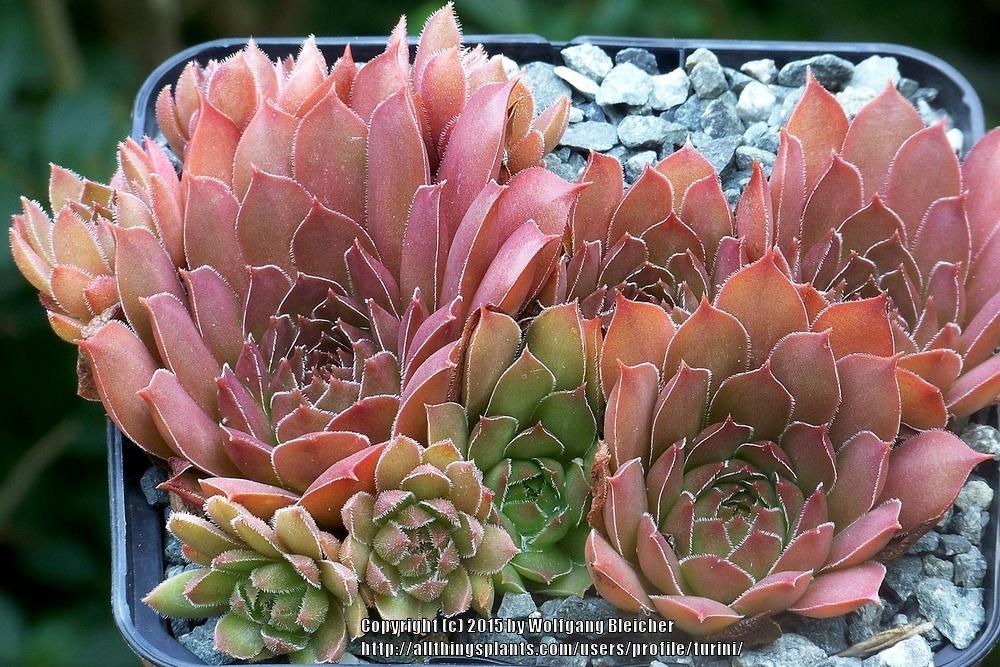 Photo of Hen and Chicks (Sempervivum 'Pacific Shadows') uploaded by turini