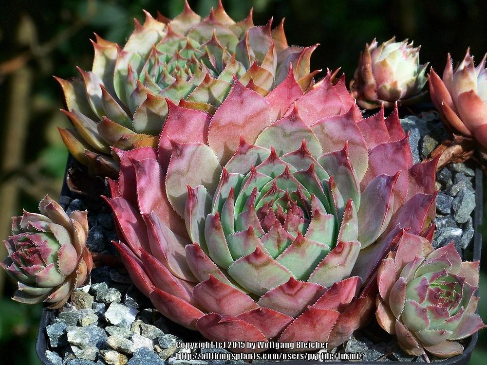 Photo of Hen and Chicks (Sempervivum 'Adeltruid') uploaded by turini