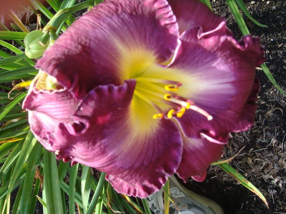 Photo of Daylily (Hemerocallis 'Elizabeth Peacock') uploaded by BillAlleysDLs