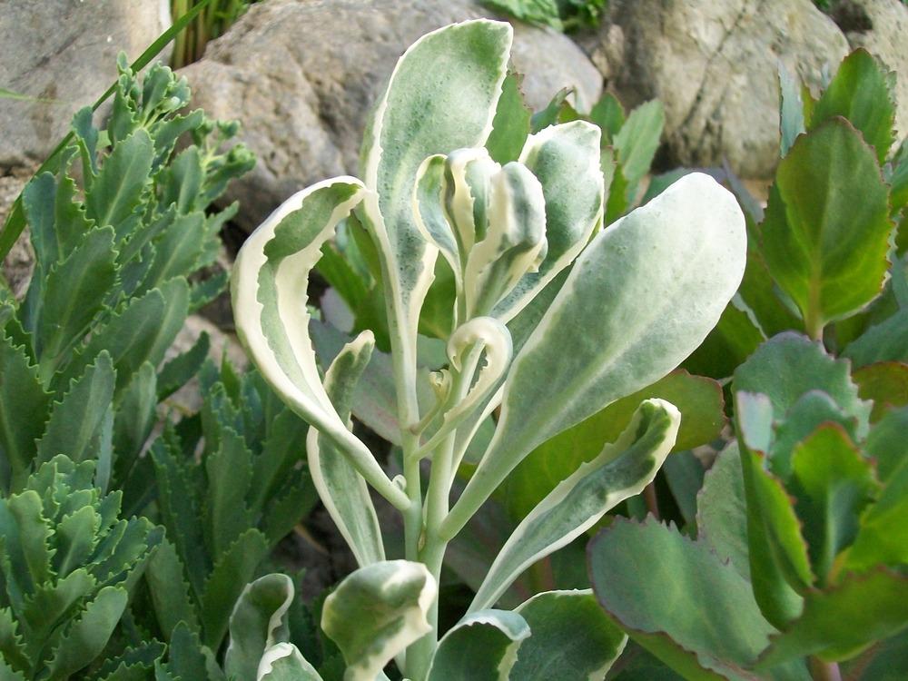Photo of Stonecrop (Hylotelephium erythrostictum 'Frosty Morn') uploaded by Bonehead