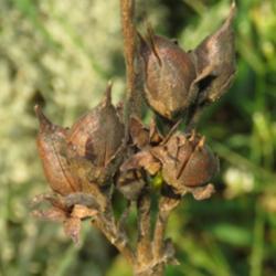 Location: Our Prairie to be, near Central Iowa
Date: 2015-09-03
Dried pods