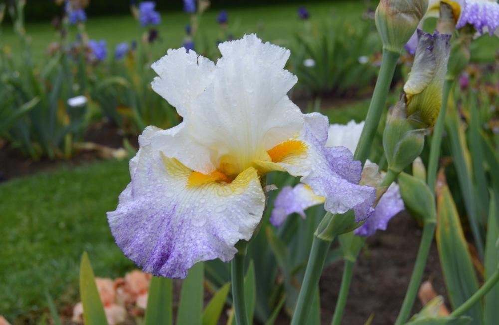 Photo of Tall Bearded Iris (Iris 'Arctic Burst') uploaded by KentPfeiffer