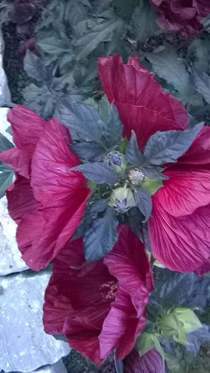 Photo of Hybrid Hardy Hibiscus (Hibiscus Summerific™ Cranberry Crush) uploaded by obliqua