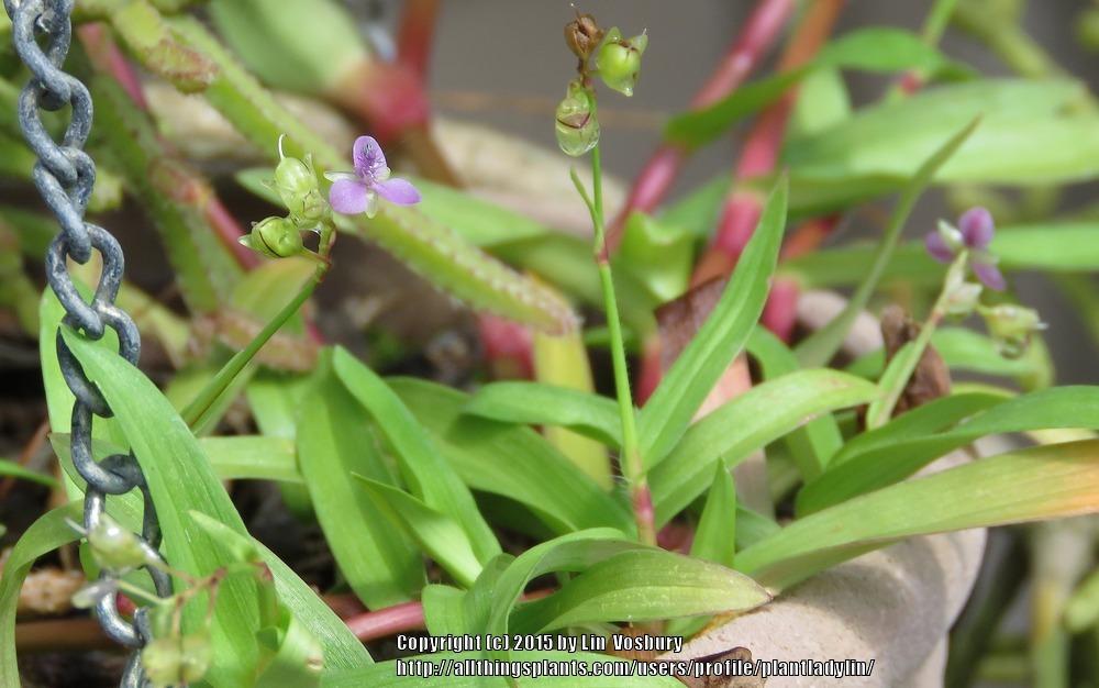Photo of Doveweed (Murdannia nudiflora) uploaded by plantladylin
