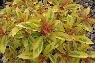 Photo of Firebush (Hamelia patens Lime Sizzler™) uploaded by vossner