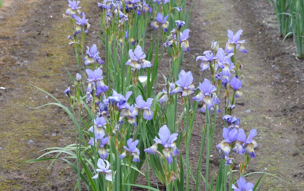 Photo of Siberian Iris (Iris 'Banish Misfortune') uploaded by KentPfeiffer