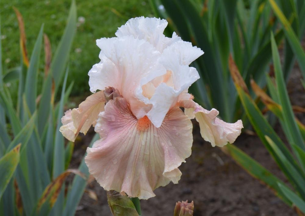 Photo of Tall Bearded Iris (Iris 'Bashful Princess') uploaded by KentPfeiffer