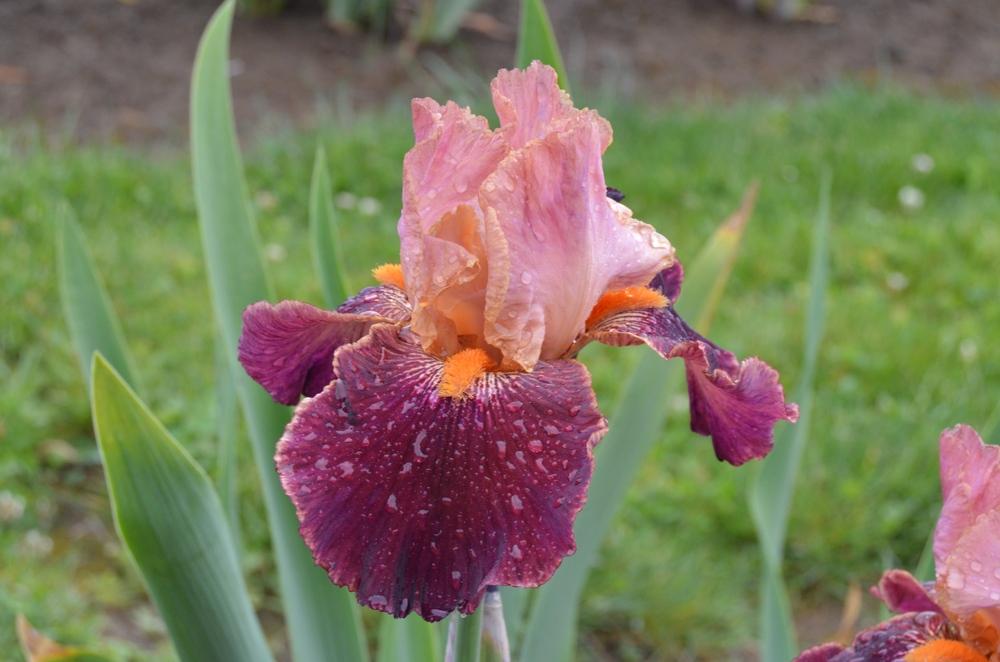 Photo of Tall Bearded Iris (Iris 'Backdraft') uploaded by KentPfeiffer