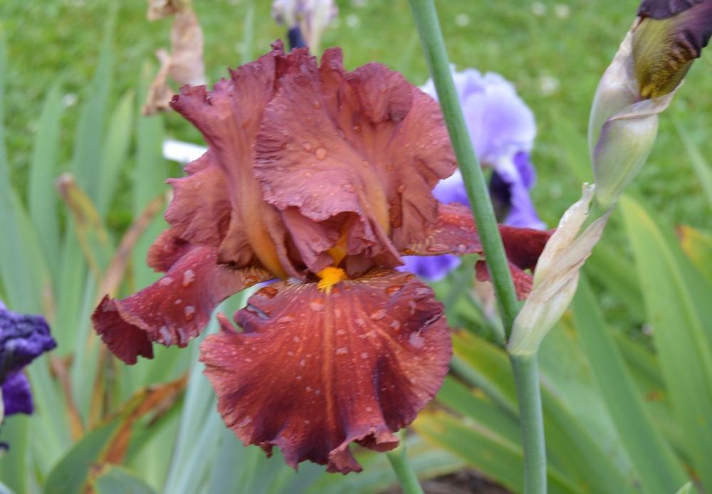 Photo of Tall Bearded Iris (Iris 'Barbaro') uploaded by KentPfeiffer