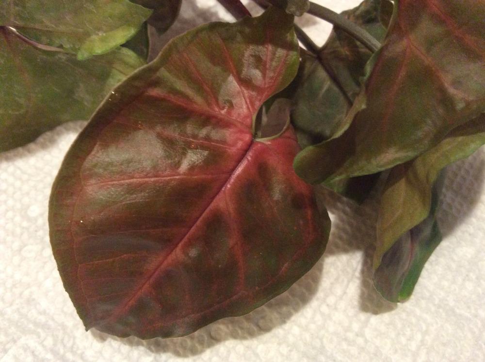 Photo of African Evergreen (Syngonium podophyllum 'Infra-Red') uploaded by Rh48