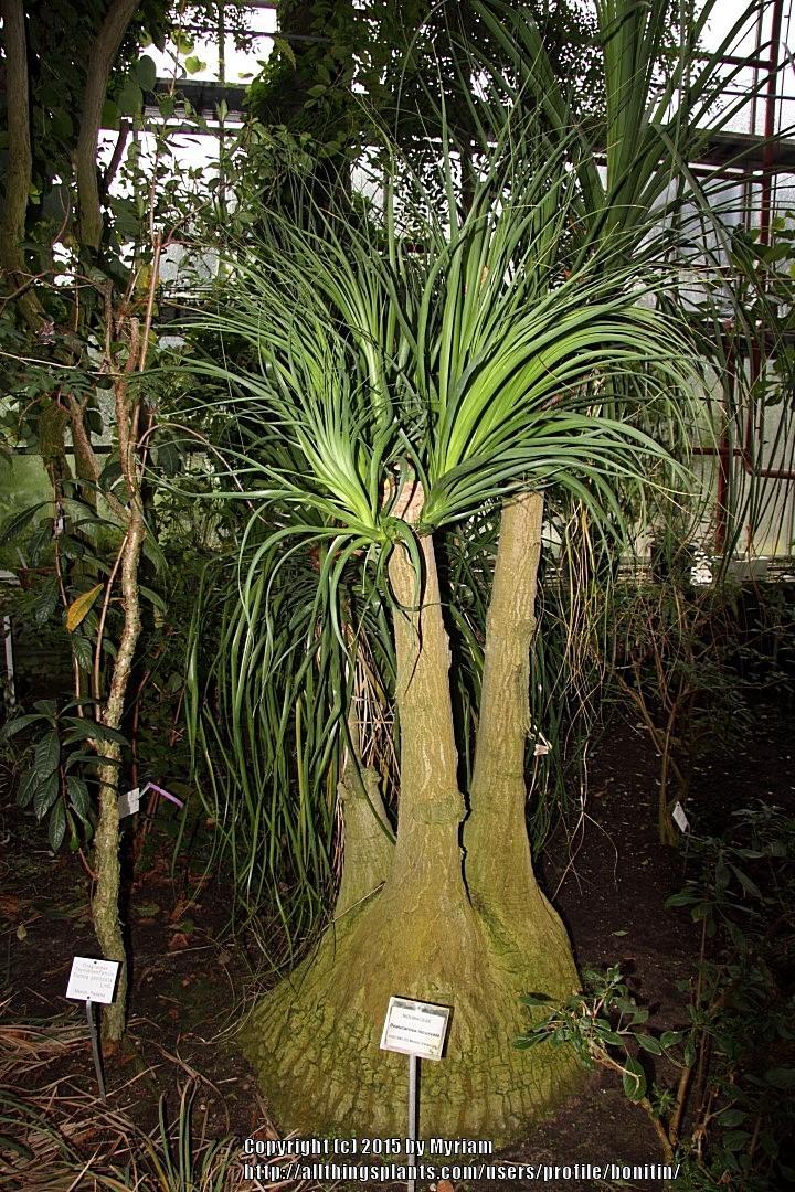 Photo of Ponytail Palm (Beaucarnea recurvata) uploaded by bonitin