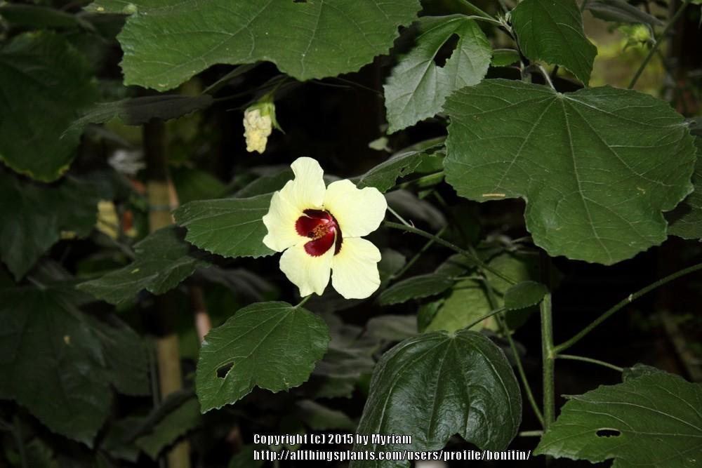 Photo of Hibiscus (Hibiscus ludwigii) uploaded by bonitin