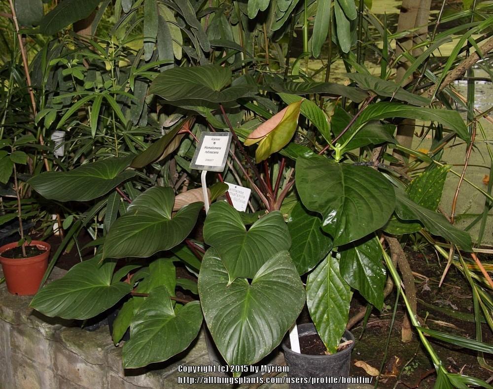 Photo of Shield Plant (Homalomena rubescens) uploaded by bonitin