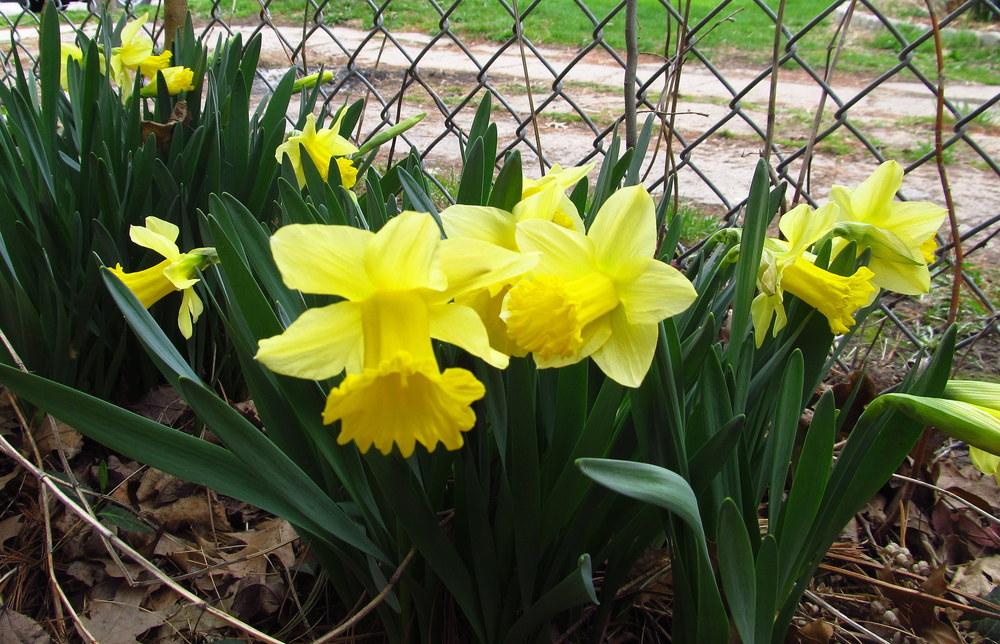 Photo of Trumpet Narcissus (Narcissus 'King Alfred') uploaded by jmorth