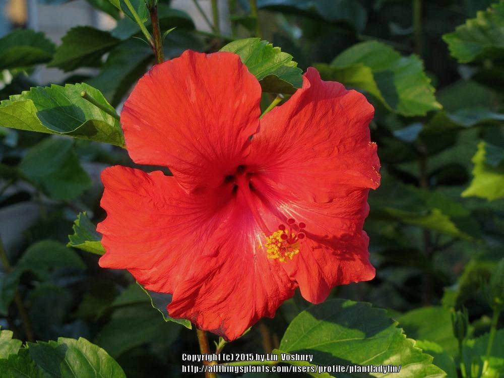Photo of Tropical Hibiscuses (Hibiscus rosa-sinensis) uploaded by plantladylin