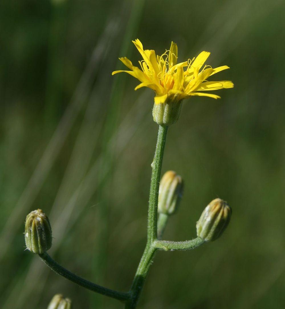 Photo of Crepis chondrilloides uploaded by robertduval14
