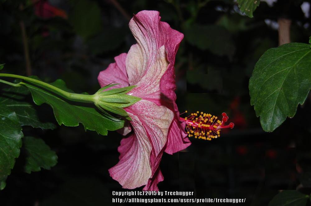 Photo of Tropical Hibiscus (Hibiscus rosa-sinensis 'Sweet Violet') uploaded by treehugger