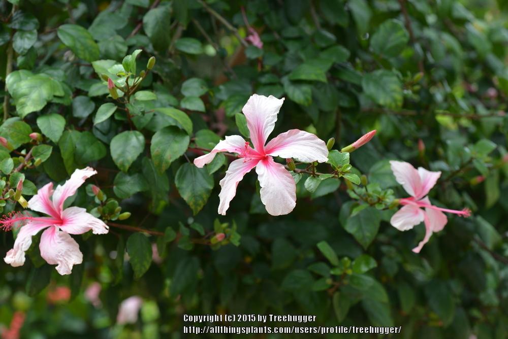 Photo of Tropical Hibiscus (Hibiscus rosa-sinensis 'La France') uploaded by treehugger