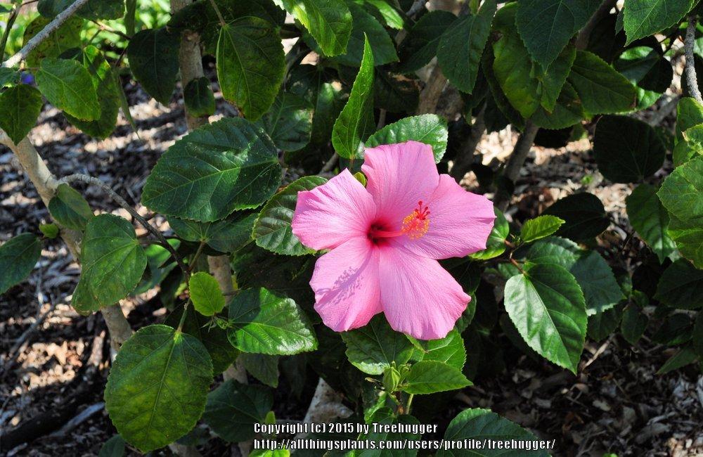 Photo of Tropical Hibiscus (Hibiscus rosa-sinensis 'Seminole Pink') uploaded by treehugger