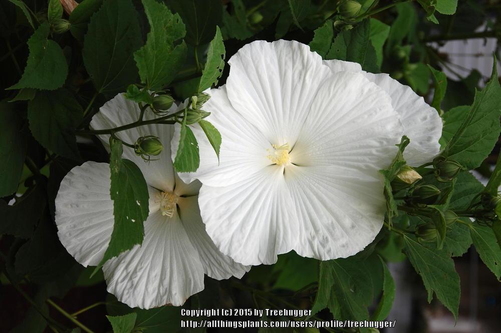Photo of Althea (Hibiscus syriacus 'Diana') uploaded by treehugger