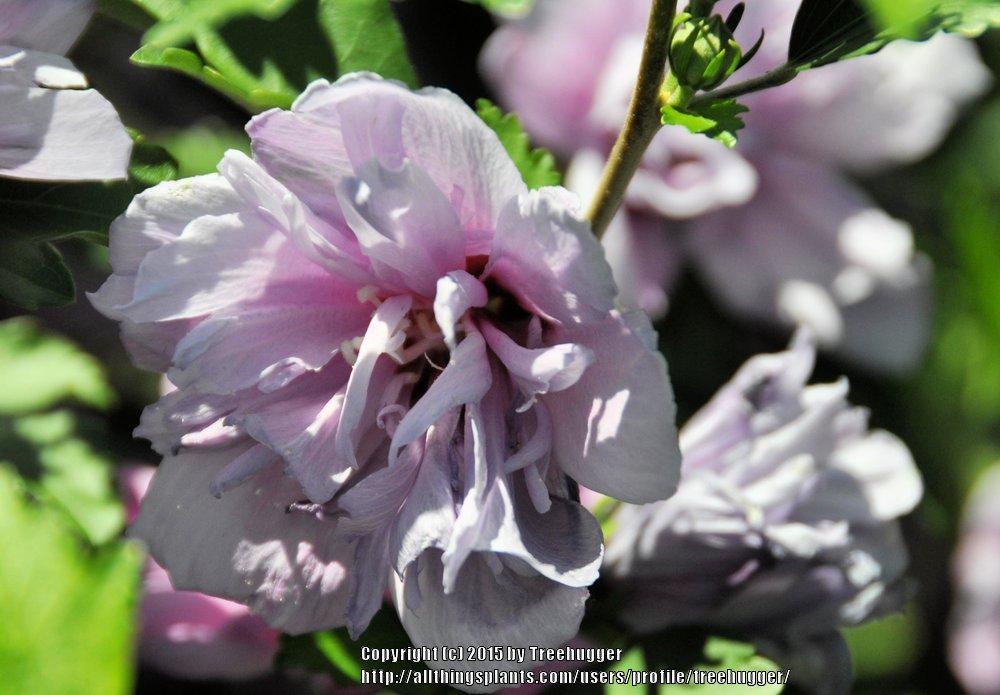 Photo of Rose of Sharon (Hibiscus syriacus 'Ardens') uploaded by treehugger