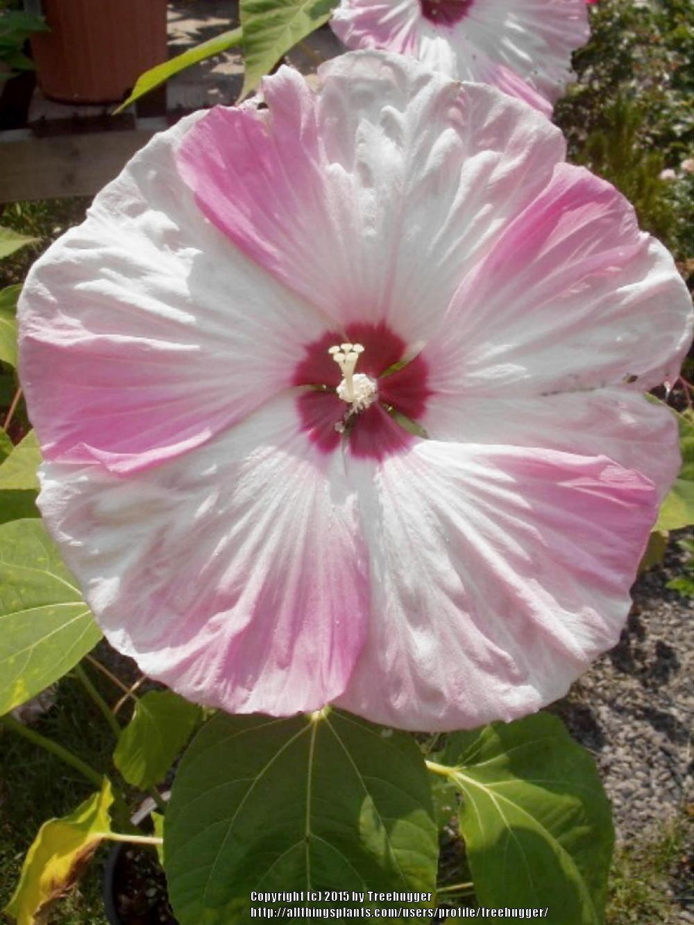 Photo of Hybrid Hardy Hibiscus (Hibiscus 'Disco Belle Mix') uploaded by treehugger
