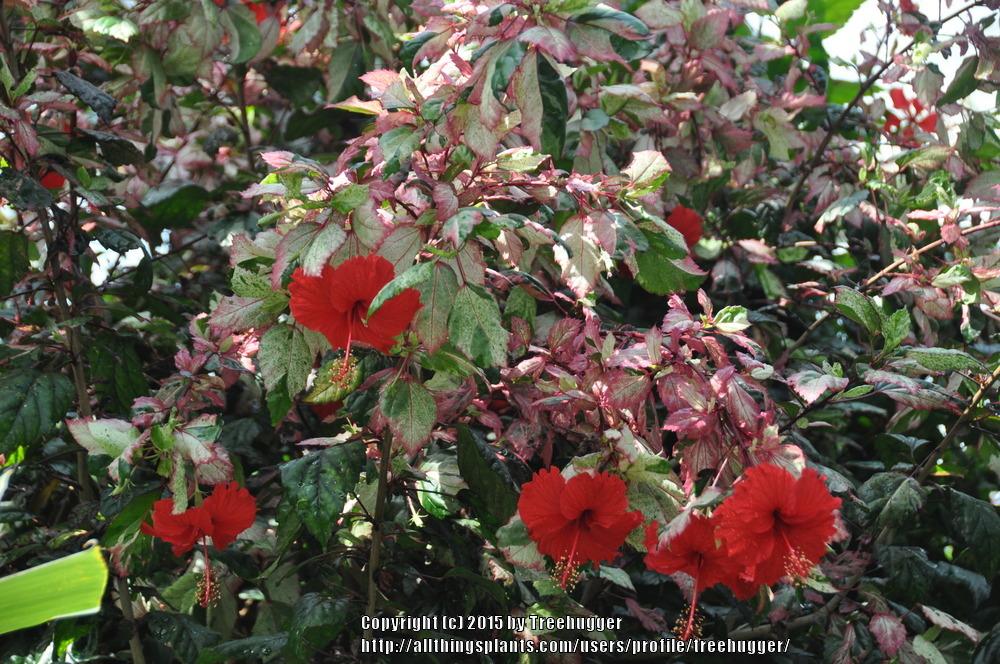 Photo of Tropical Hibiscus (Hibiscus rosa-sinensis 'Red Hot') uploaded by treehugger