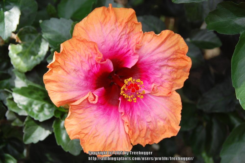 Photo of Tropical Hibiscus (Hibiscus rosa-sinensis 'Erin Rachael') uploaded by treehugger