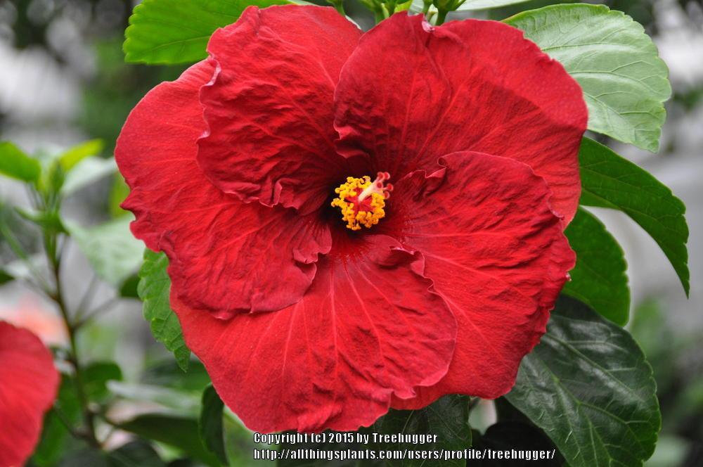 Photo of Tropical Hibiscus (Hibiscus rosa-sinensis 'Black Baron') uploaded by treehugger