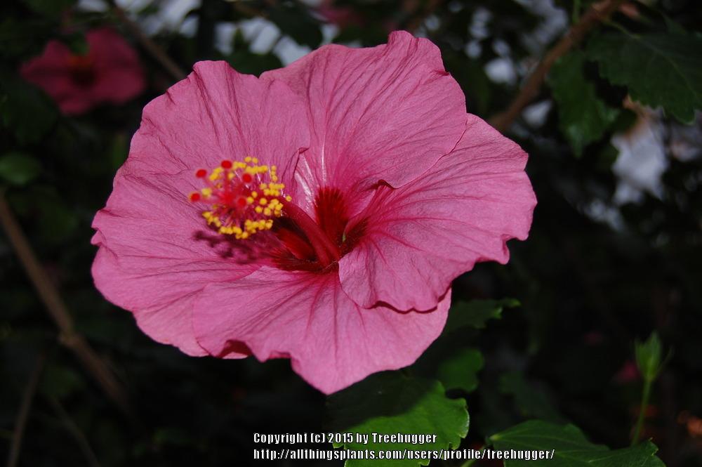 Photo of Tropical Hibiscus (Hibiscus rosa-sinensis 'Sweet Violet') uploaded by treehugger