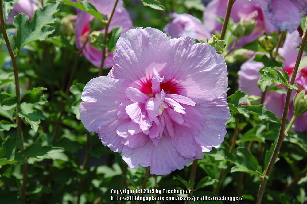 Photo of Rose of Sharon (Hibiscus syriacus Lavender Chiffon™) uploaded by treehugger