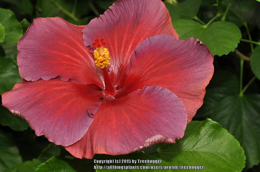 Photo of Tropical Hibiscus (Hibiscus rosa-sinensis 'Nightfire') uploaded by treehugger
