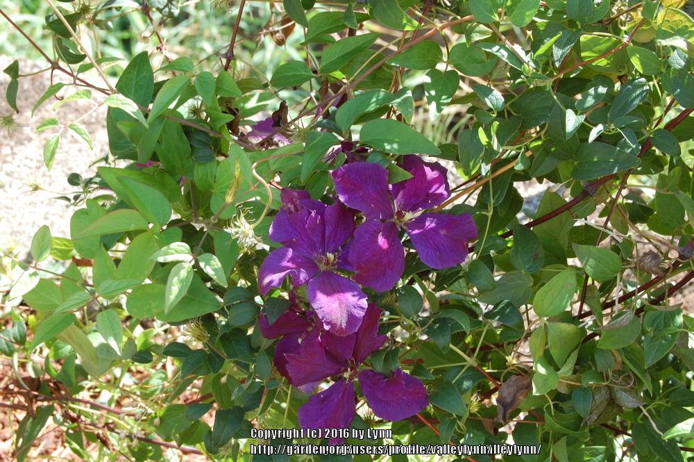 Photo of Clematis (Clematis viticella 'Polish Spirit') uploaded by valleylynn