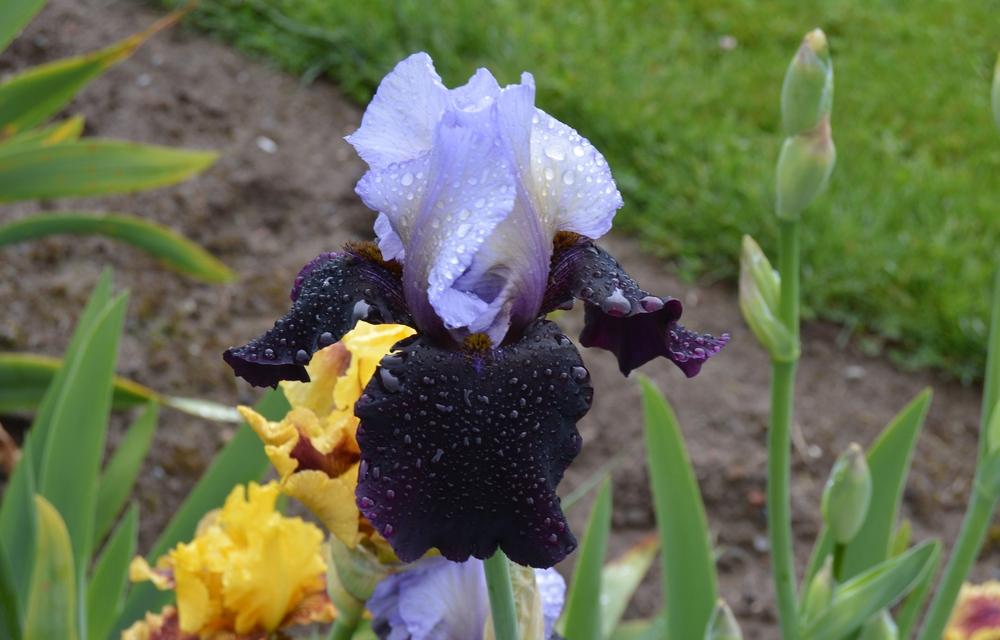 Photo of Tall Bearded Iris (Iris 'Better Together') uploaded by KentPfeiffer