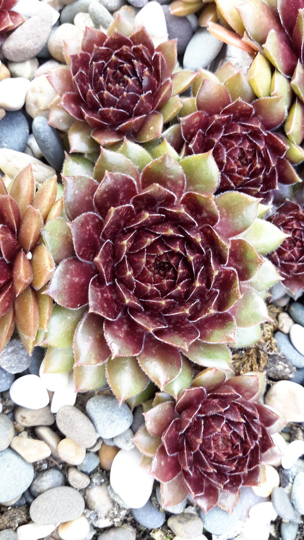 Photo of Hen and Chicks (Sempervivum 'Dr. Fritz Kohlein') uploaded by Paddy