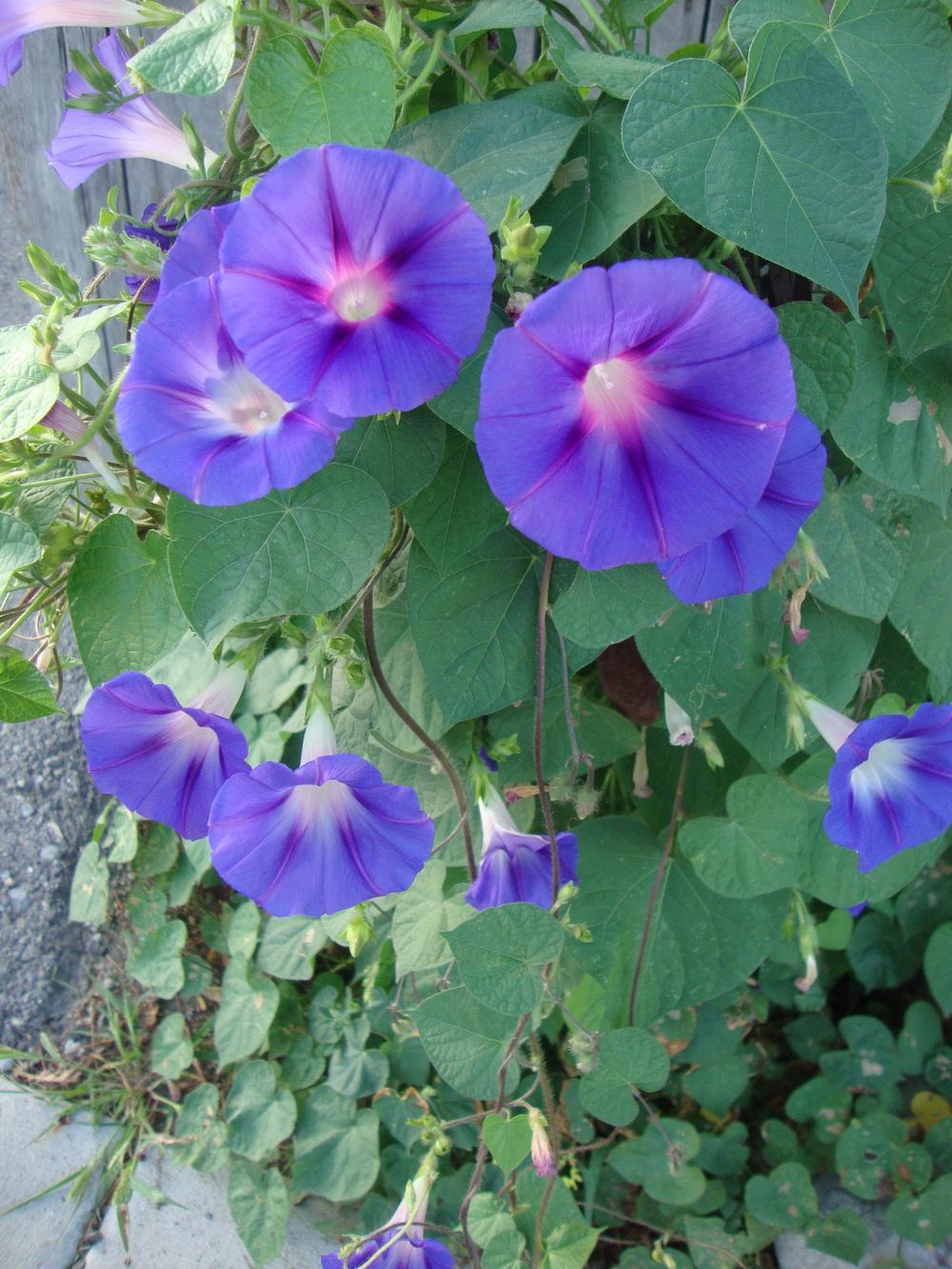 Photo of Morning Glory (Ipomoea 'Early Call Mixed') uploaded by Paul2032