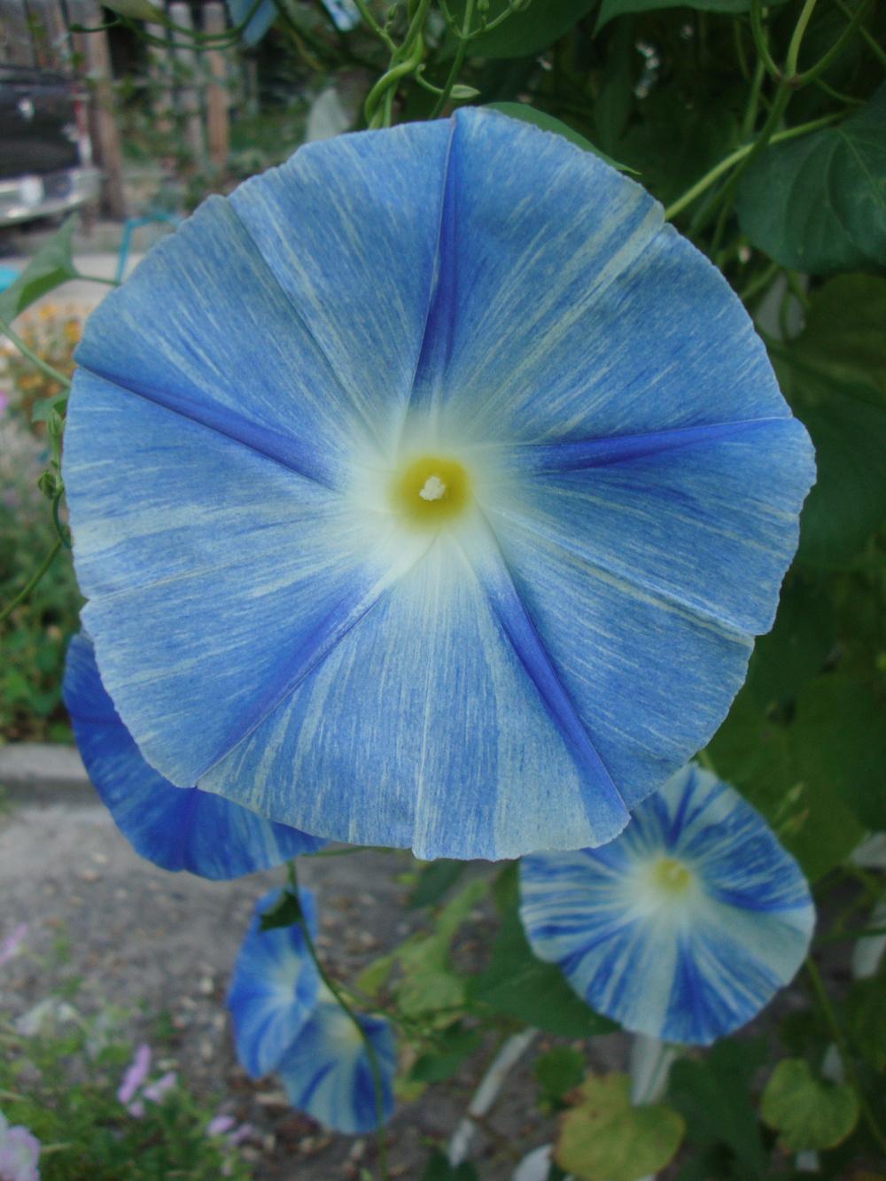Photo of Morning Glory (Ipomoea tricolor 'Flying Saucers') uploaded by Paul2032
