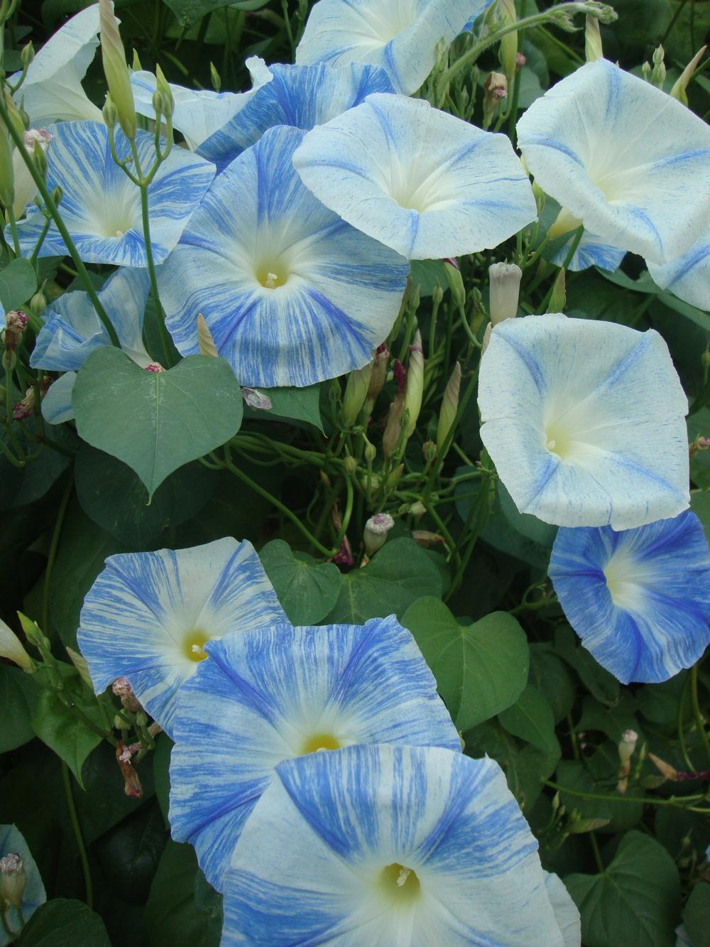 Photo of Morning Glory (Ipomoea tricolor 'Flying Saucers') uploaded by Paul2032