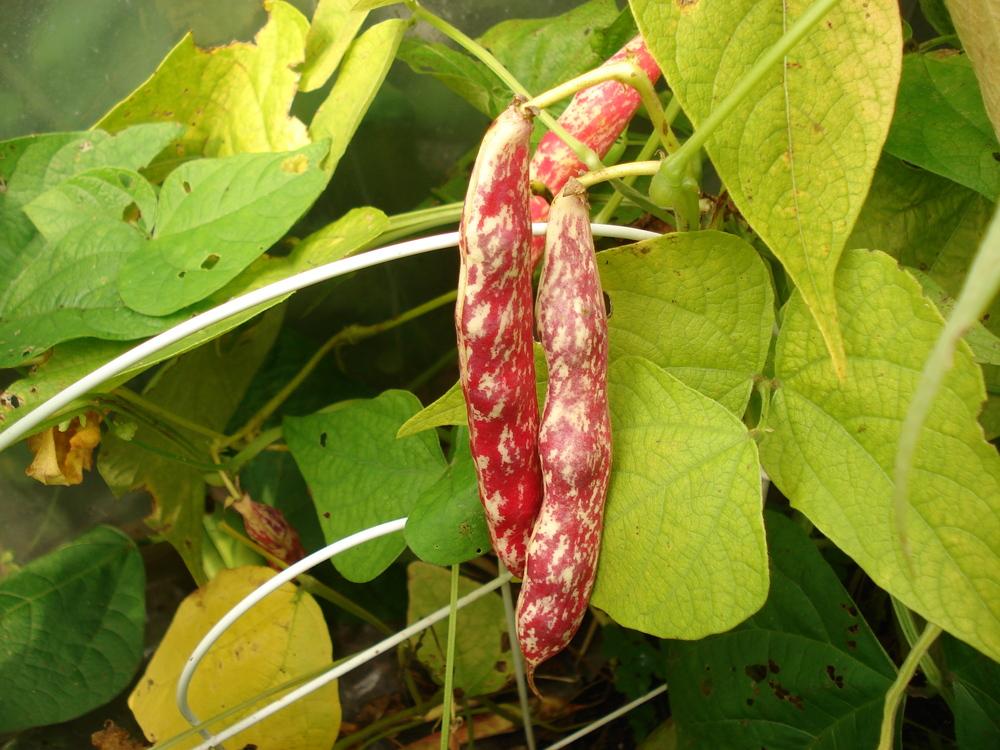 Photo of Dry Bean (Phaseolus vulgaris 'Cranberry') uploaded by Weedwhacker