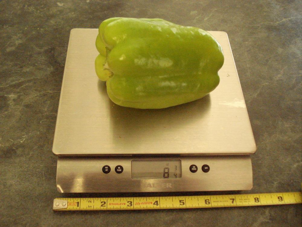 Photo of Bell Pepper (Capsicum annuum 'Flavorburst') uploaded by Weedwhacker