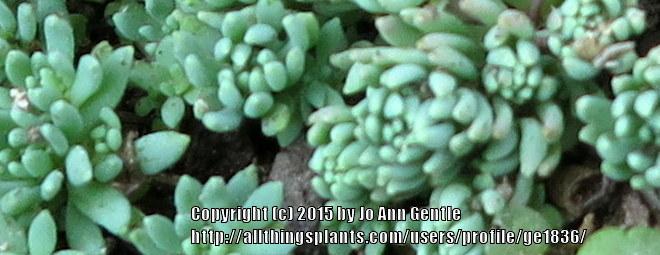 Photo of Spanish Stonecrop (Sedum hispanicum) uploaded by ge1836