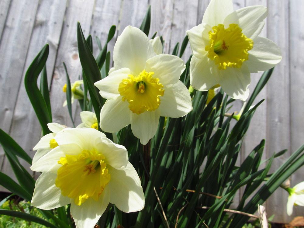 Photo of Large-Cupped Daffodil (Narcissus 'Ice Follies') uploaded by jmorth