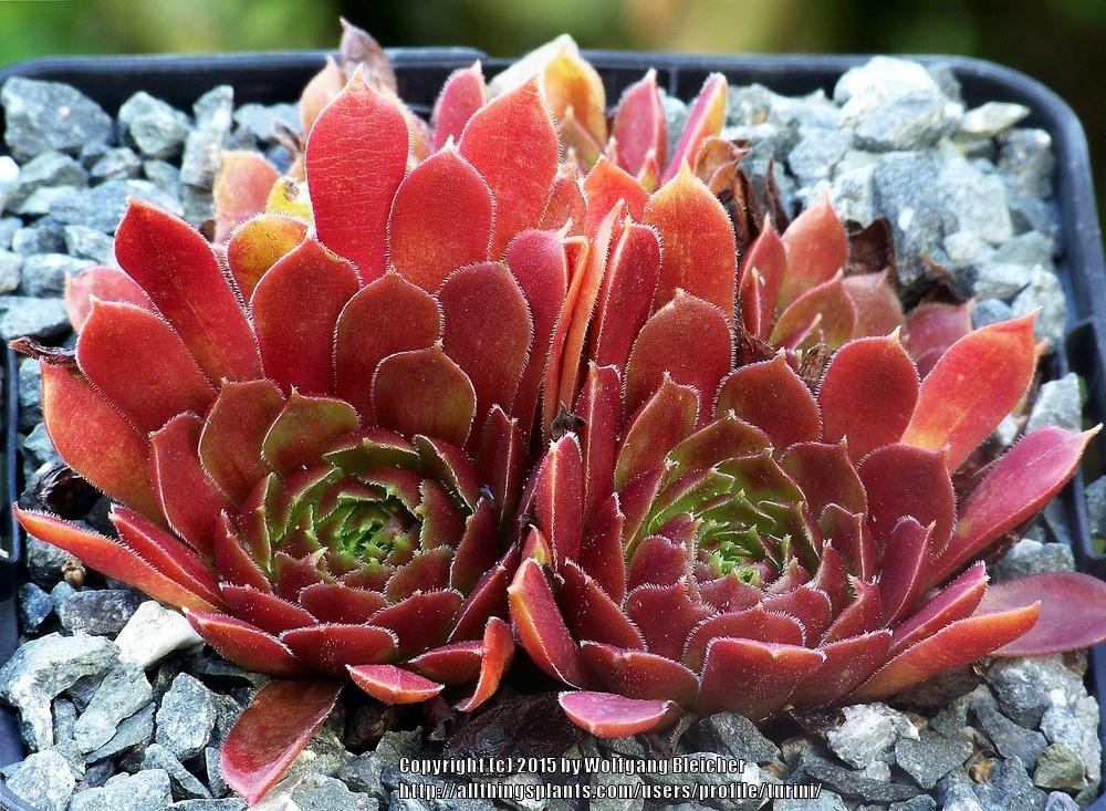 Photo of Hen and Chicks (Sempervivum 'Rubikon Improved') uploaded by turini