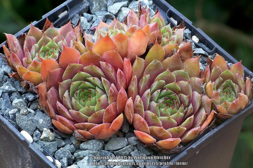 Photo of Hen and Chicks (Sempervivum 'Pocahontas') uploaded by turini