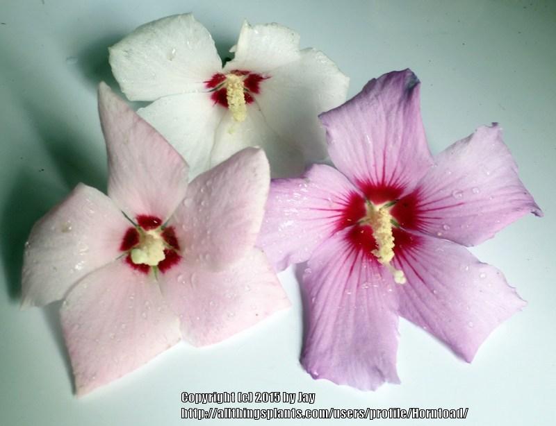 Photo of Roses of Sharon (Hibiscus syriacus) uploaded by Horntoad