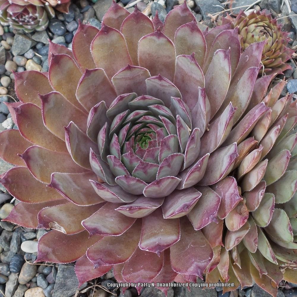 Photo of Hen and Chicks (Sempervivum 'Red Rum') uploaded by Patty