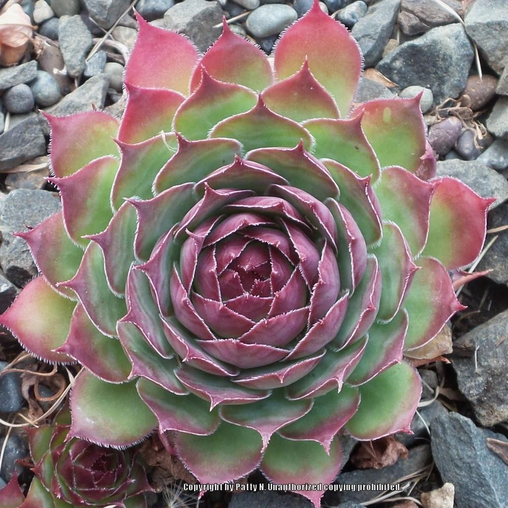 Photo of Hen and Chicks (Sempervivum 'Gipsy') uploaded by Patty