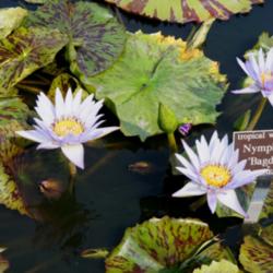 Location: Bronx botanical garden
Date: 2015-09
ponds
