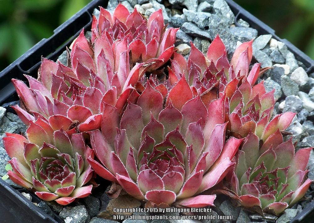 Photo of Hen and Chicks (Sempervivum 'Plumb Rose') uploaded by turini